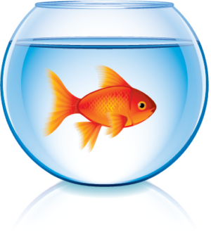 Fish/aquarium