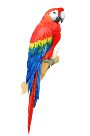 Parrot