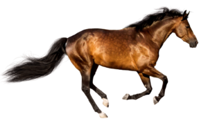 Horseback riding event or rodeo