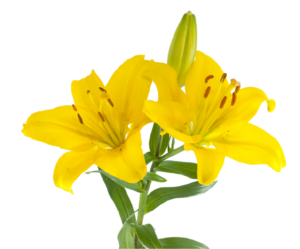 Lilies