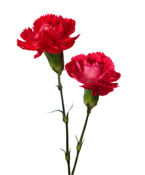 Carnations