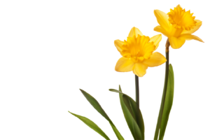 Daffodils