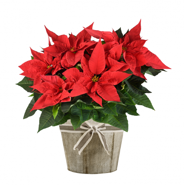 Poinsettias
