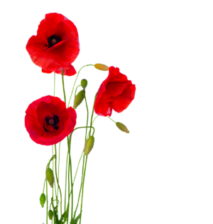 Poppies