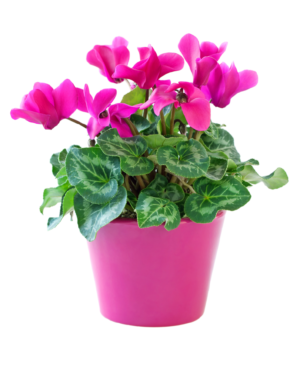 Flowering plants or bulbs