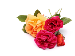 Roses