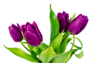 Tulips
