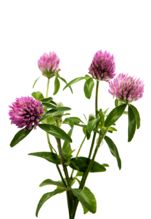 Wild flowers