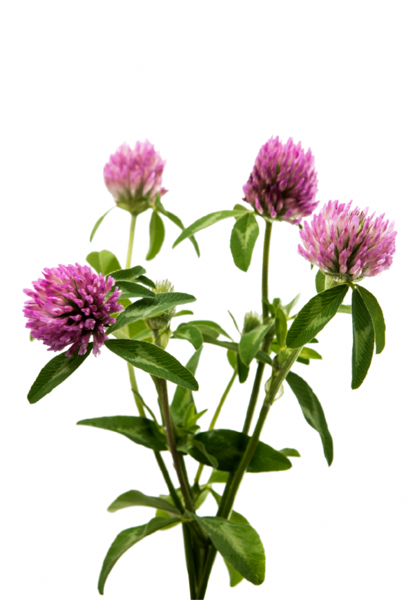 Wild flowers