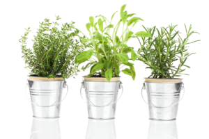 Plants (edible/herbs)