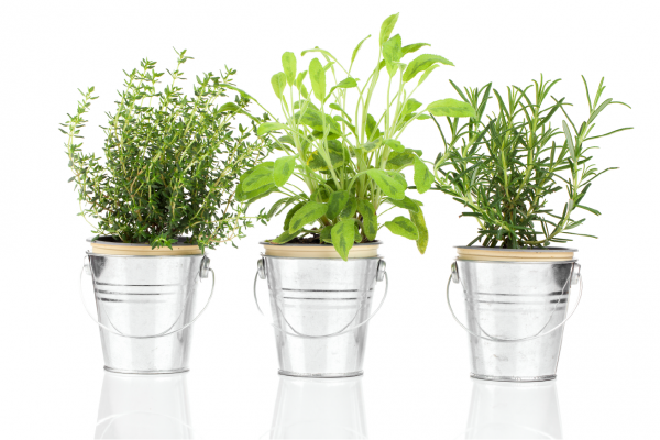 Plants (edible/herbs)