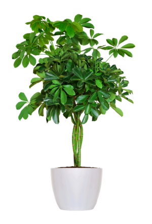 Plants (household)