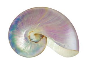 Mother of pearl