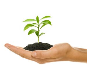 Plant a tree