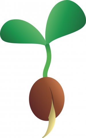 Seeds
