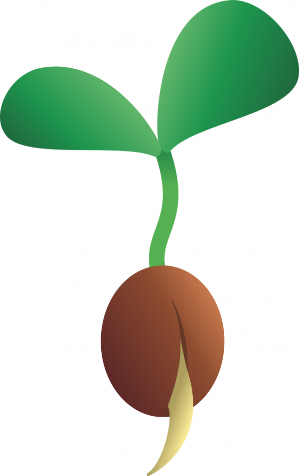Seeds